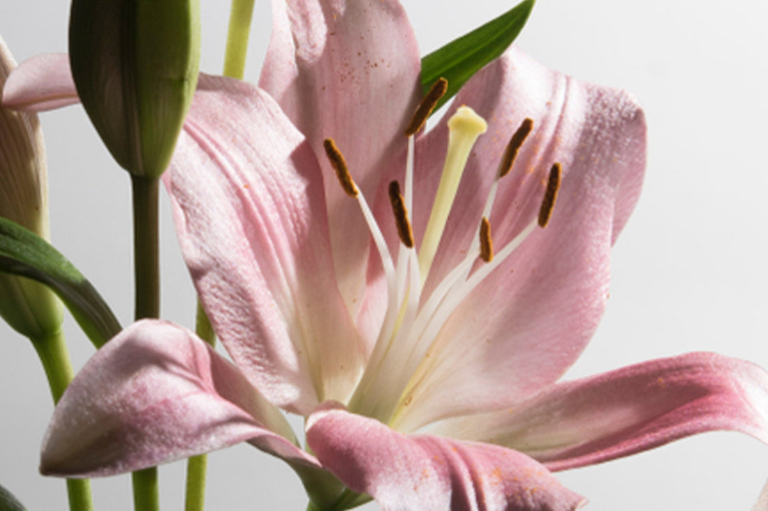 olf.floral
